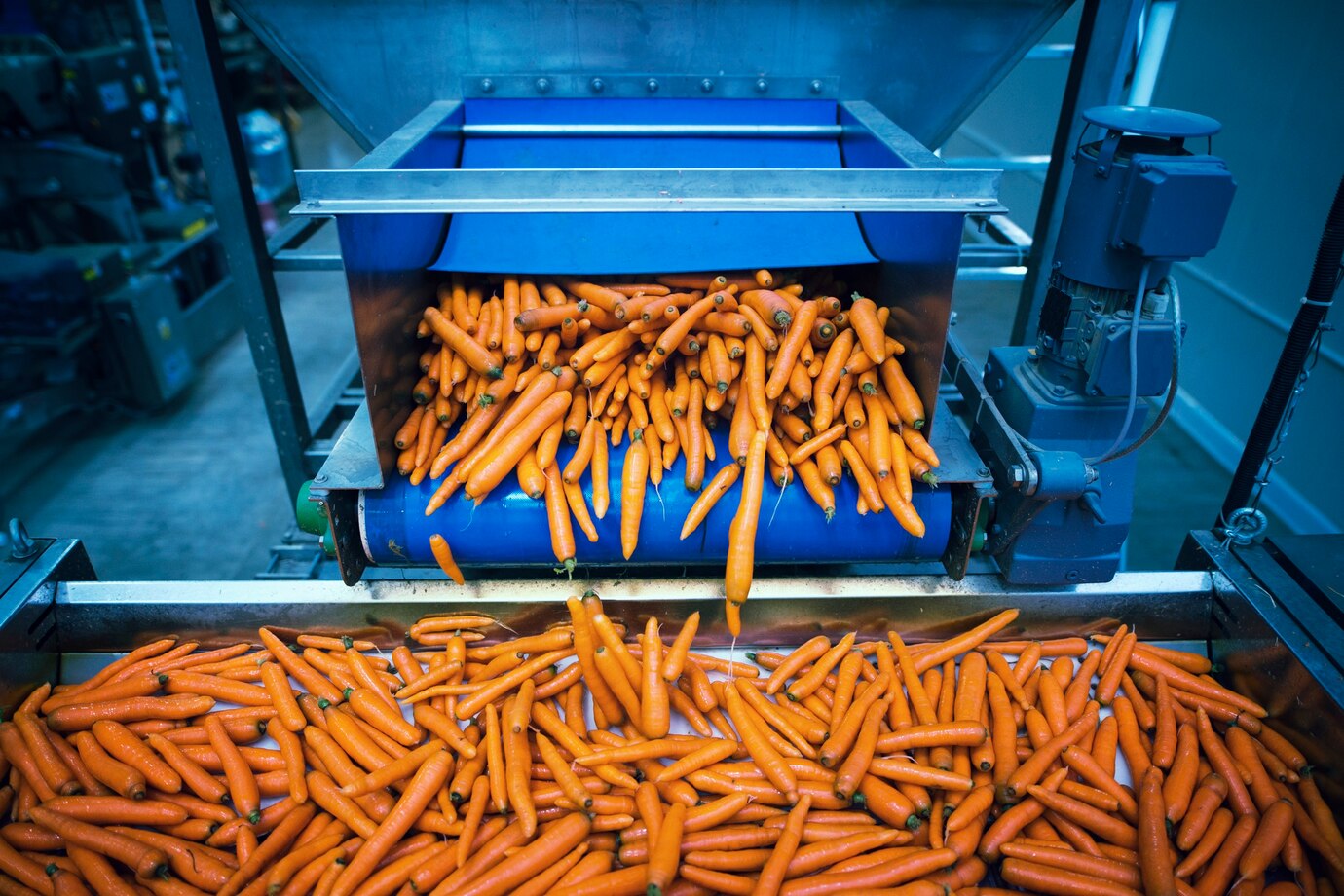 Vegetable Washing Conveyor System