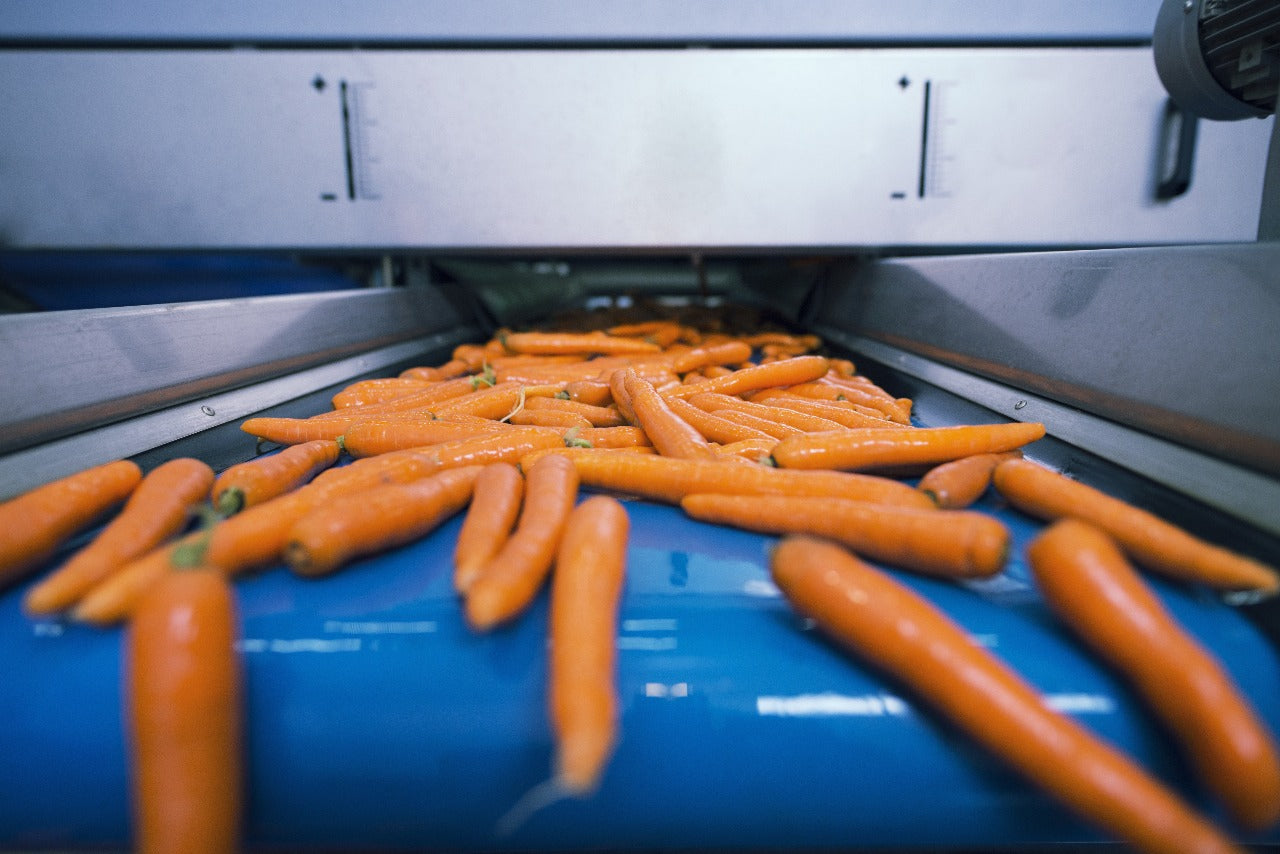 Vegetable Washing Conveyor System | Automated Conveyor for Carrot & Vegetable Cleaning